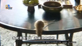 吃完饭一出包厢被大老鼠吓坏了，当事人：退一赔十